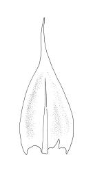 Brachythecium albicans,  stem leaf. Drawn from A.J. Fife 10083, CHR 496115.
 Image: R.C. Wagstaff © Landcare Research 2019 CC BY 3.0 NZ